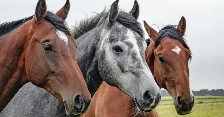 Equine flu ‘resurgence’ possible despite no new cases for a week, scientists warn