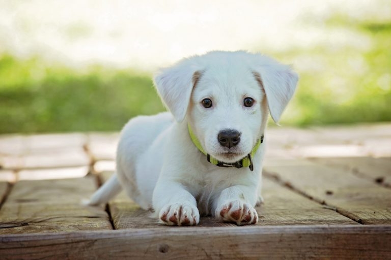 Vets urged ‘have the conversation’ to avoid the risk of ‘overtreatment’