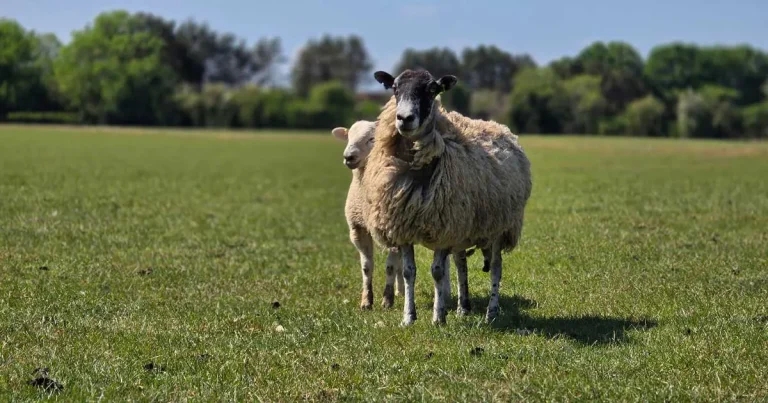 Five-Point Plan cuts sheep lameness by two-thirds