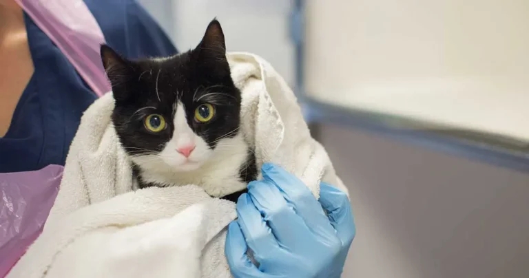 CVS picks Cats Protection as annual charity