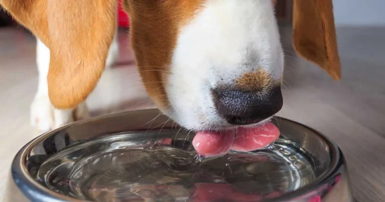 Study makes canine urolithiasis and PPVH link