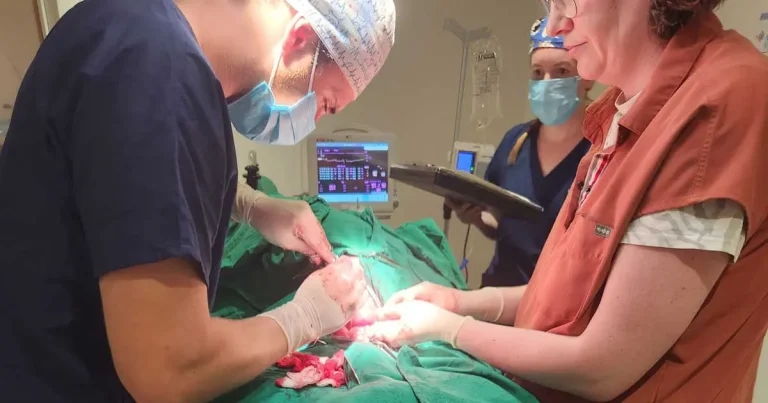 Vet warning after shard lesson for Milo