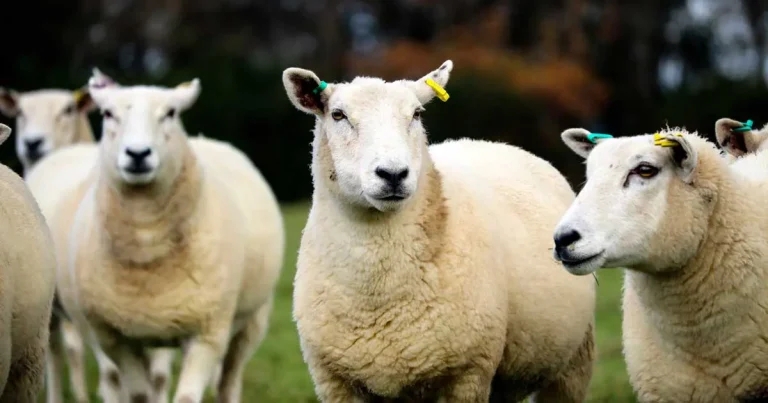 Helminth infections: economic impact and worming strategies