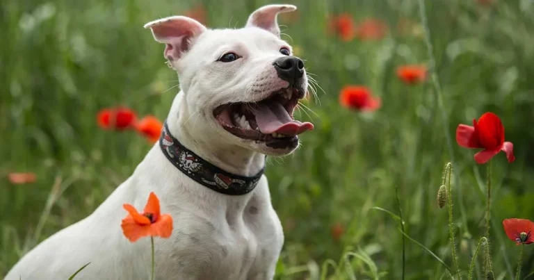 Epilepsy in dogs: investigation, diagnosis and management