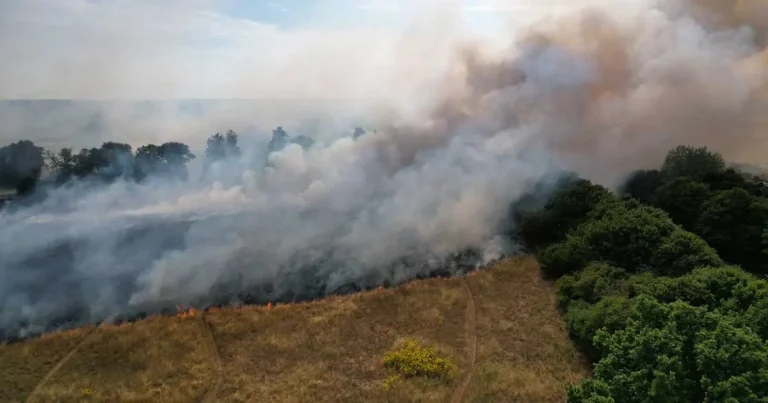 Campaigners urge action to help animal wildfire victims