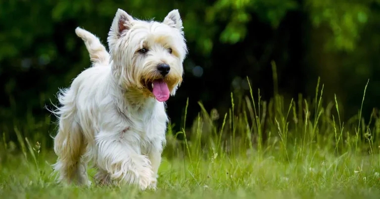PRACTICAL: Are we already practising realistic medicine in veterinary practice?