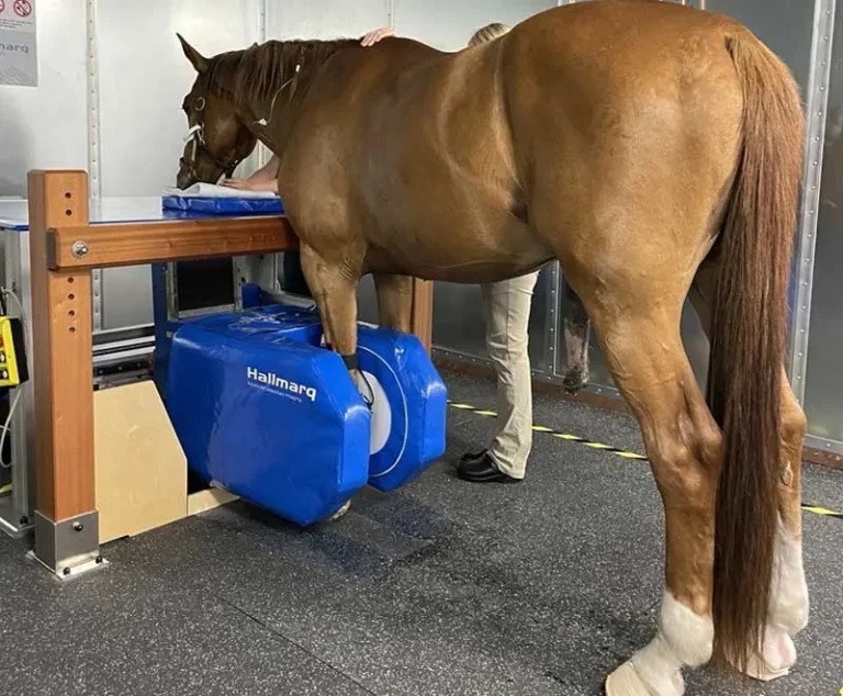 Standing equine MRI: has your referral criteria kept pace?