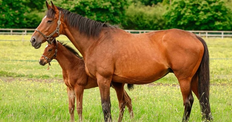 Investigation into foal gut disease highlights ideal vaccination period