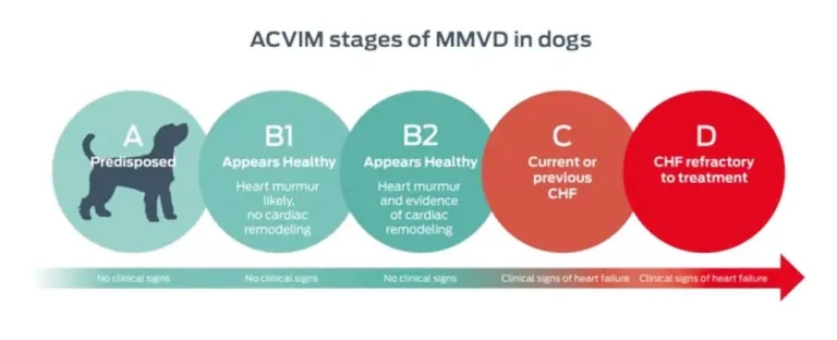 Important role of nutrition in healthspan of senior pets