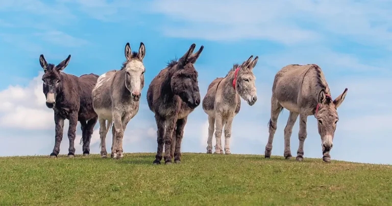Smart asses take on donkey welfare challenge