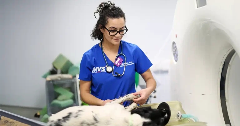 Practice hails RCVS Knowledge efficiency recognition
