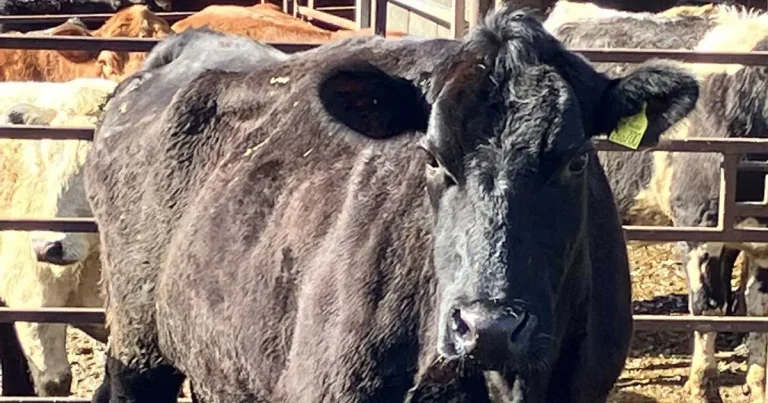 Lameness in beef cattle: why a different approach is required