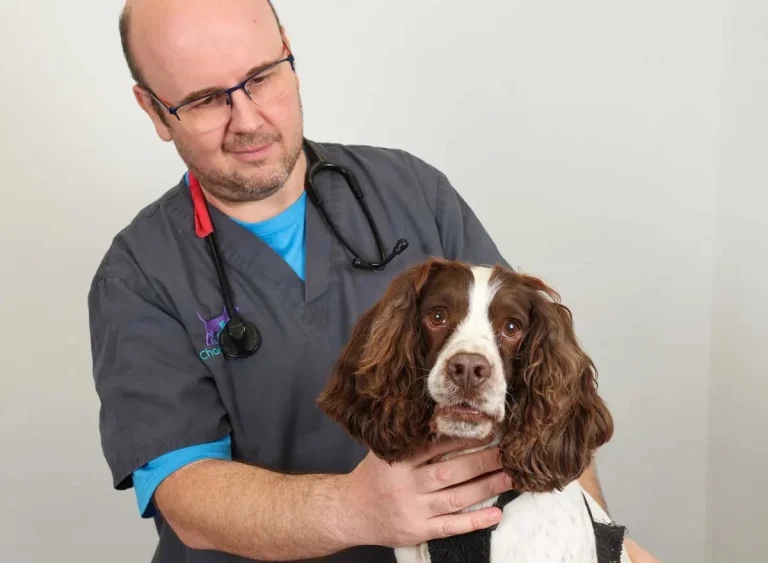 Lungworm warning issued as spaniel makes ‘remarkable’ recovery