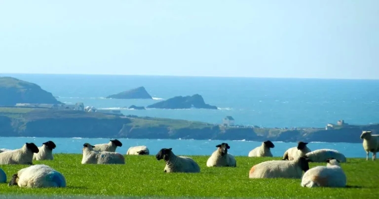 Bluetongue cases jump again as industry chiefs raise vaccine hope