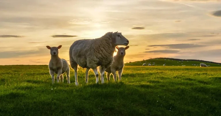 Ram fertility plea issued amid bluetongue crisis