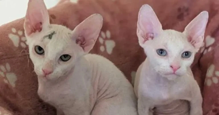 Charities urge action over ‘Frankenstein’ cat breeds