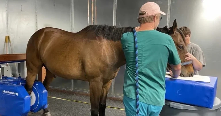 Hallmarq launches ‘transformational’ equine imaging software