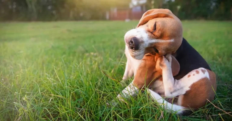 Canine pruritus: diagnosis and management