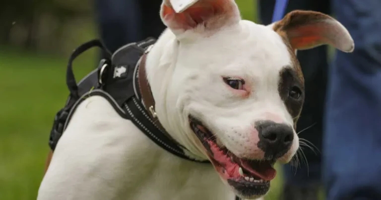 XL bullies ‘demonised’, despite incident report drop – RSPCA