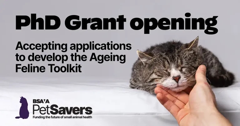 BSAVA PetSavers opens £80k PhD applications for cat toolkit development