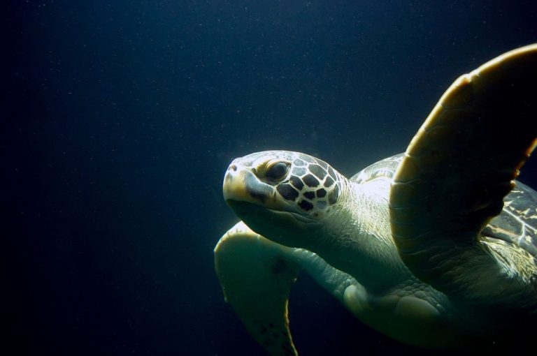 Tickets available for ‘critical’ UK Sea Turtle Symposium