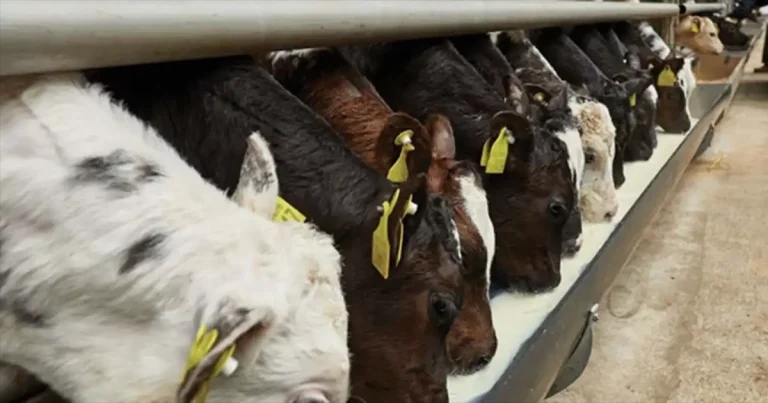 Large-scale calf trial investigates strategic sodium salicylate use