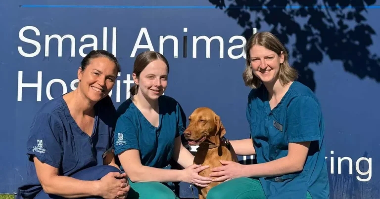 Pioneering immunotherapy hope for insect sting allergies in animals