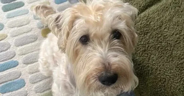 Vets celebrate complex intervention for dog with rare syndrome