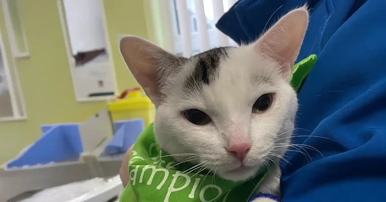 Cat among world’s first to receive cutting-edge PDA procedure