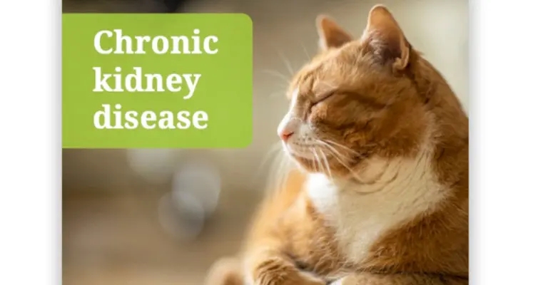 iCatCare launches updated CKD vet guidelines