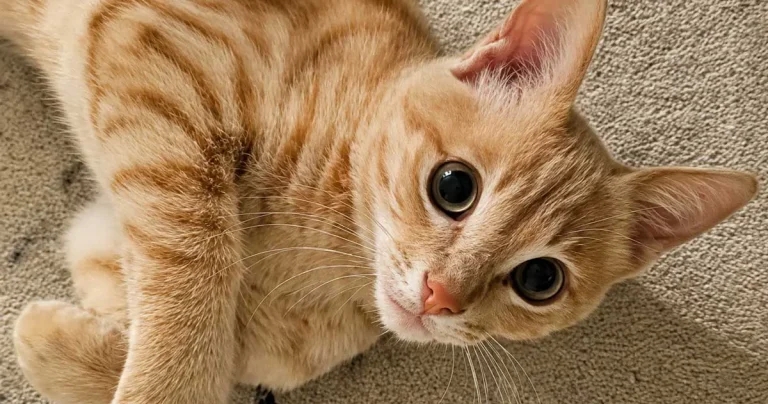 Study hints at new ‘direction’ over feline eye condition