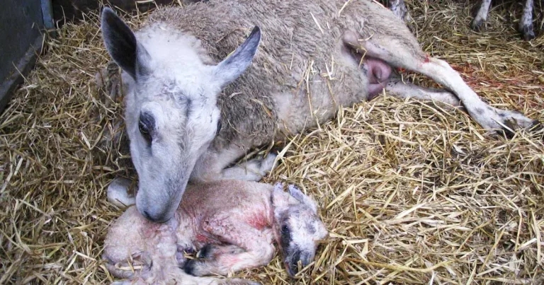 Lambing time: getting it right