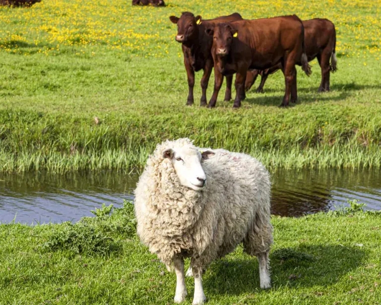 Bluetongue vaccine back in stock as cases rise again