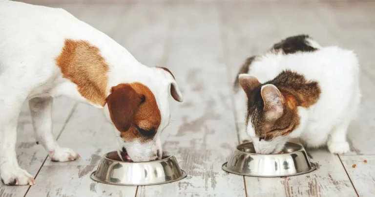 Nutrition as a cause and in the management of cancer in pets