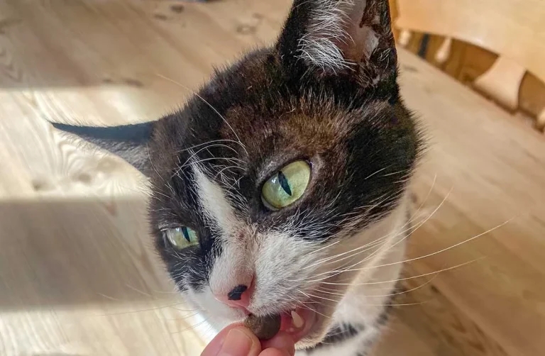 Hyperthyroidism: how to better medicate and monitor cats in your care
