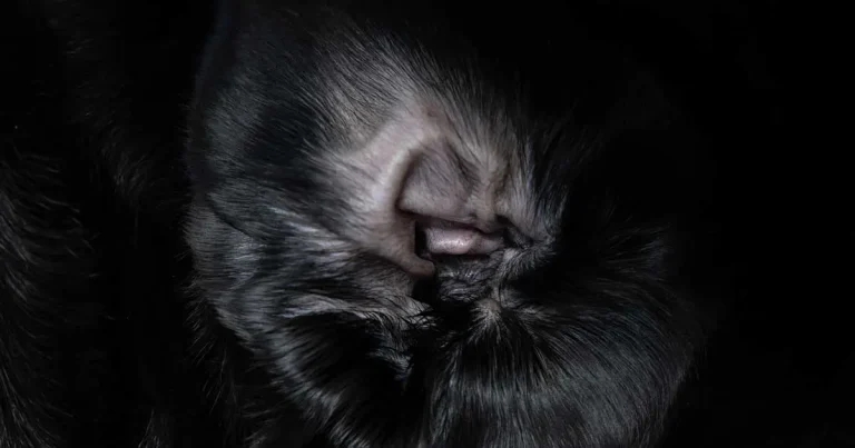 RVNs: integral in investigation and management of otitis externa