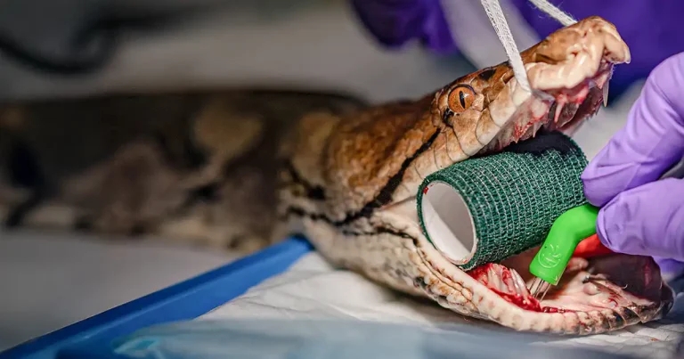 World-first cancer treatment saves snake