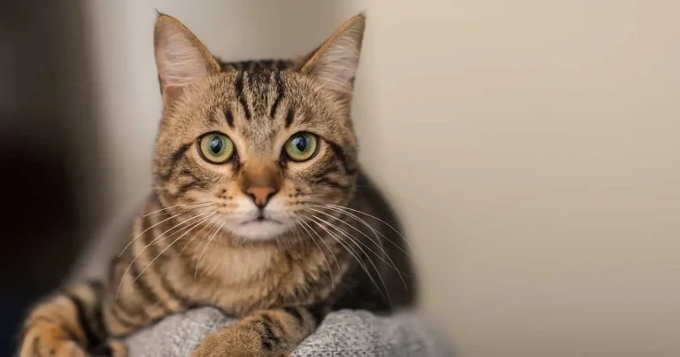 Feline enteropathy: inflammation versus low-grade lymphoma