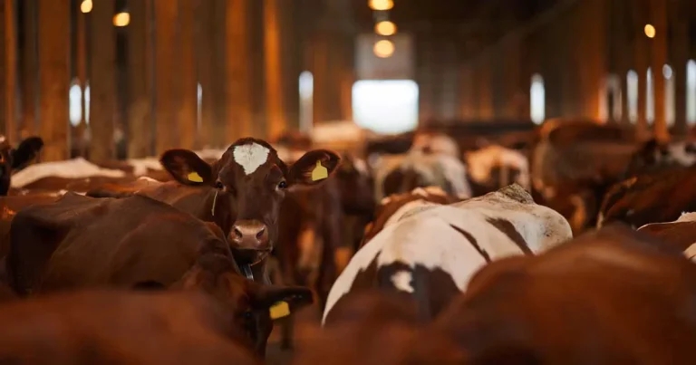 BRD in at-risk cattle populations
