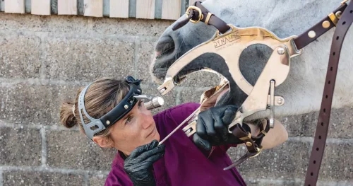 Progression: the journey to equine dental technician