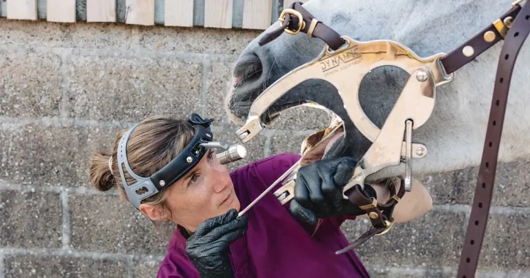 Progression: the journey to equine dental technician