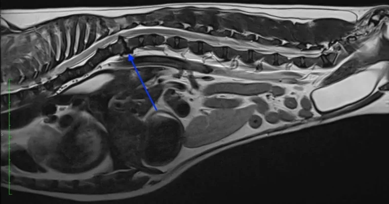 Cases of discospondylitis in dogs