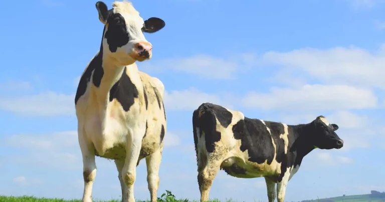 Shaping the ideal dairy farm: insights from the UK industry