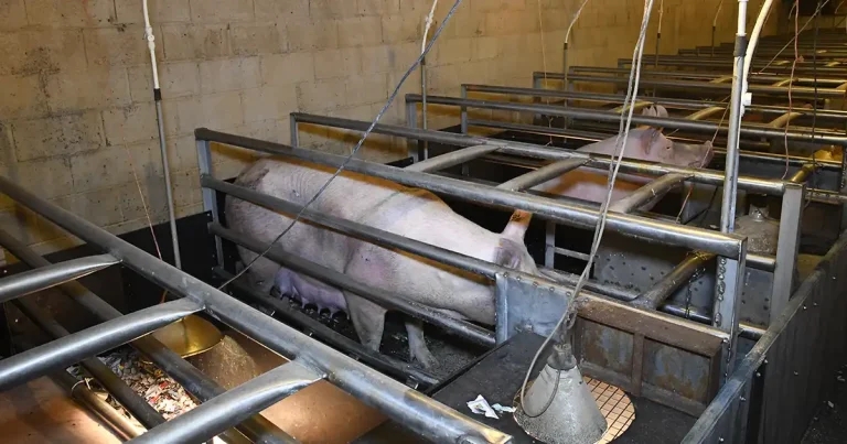 ‘Welfare washing’ warning issued over farrowing crate transition