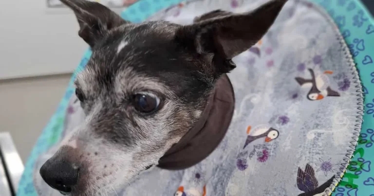 Hepatocutaneous syndrome in dogs: New Zealand clinic cases
