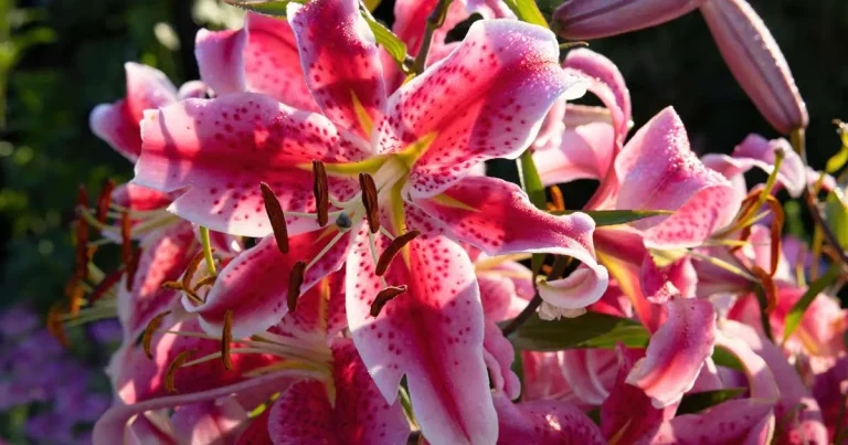 Lily intoxication in cats
