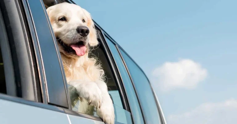 Advising on parasite prevention in travelling pets