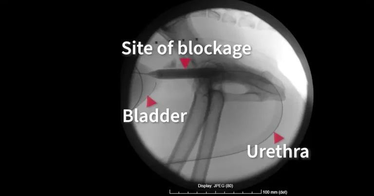 Balloon dilation for canine urethral blockages trialled by Royal (Dick)