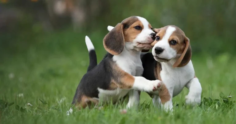 Vets urged to be vigilant after beagle puppies stolen from breeding site