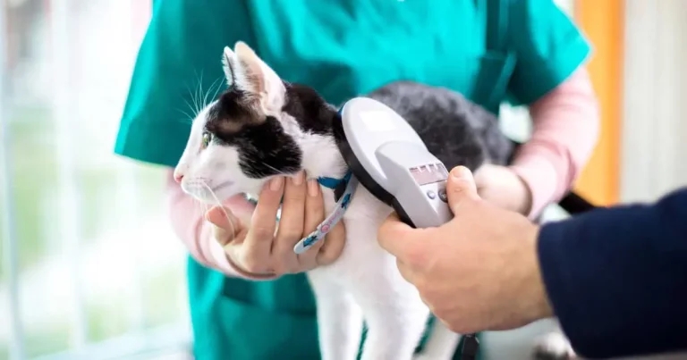 Vets ‘uniquely placed’ to tackle cat microchipping fall